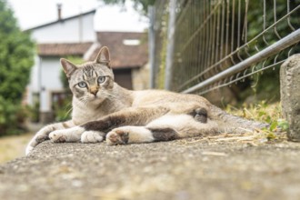 Beautiful cat with blue eyes resting on a low wall in a rural setting in benia de onis, asturias,