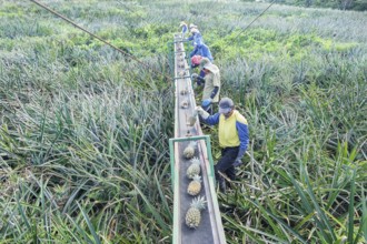 Workers putting pineapples on a conveyor belt, Costa Rica, Central America
