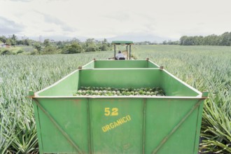 Man driving truck with harvested organic pineapples, Costa Rica, Central America