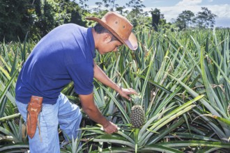 Farmer cuttting pineapple, Sarapiqui, Costa Rica, Central America