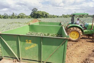 Man moving container loaded with harvested organic pineapples, Costa Rica, Central America