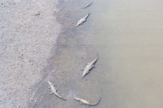 American Crocodiles (Crocodylus acutus) bathing, Tarcoles river, Jaco, Costa Rica