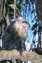 White-faced capuchin monkey (Cebus capucinus) carries her young on her back, Manuel Antonio