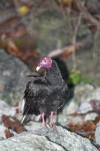 Turkey Vulture (Cathartes Aura). Manuel Antonio National Park, Puntarenas Province, Costa Rica