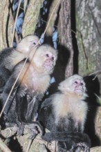White-faced capuchin monkeys (Cebus capucinus) in rainforest, Manuel Antonio National Park,