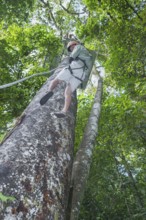 Man rappelling down tree, Costa Rica, Central America