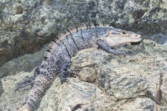 Black spiny tailed Iguana (Ctenosaur similis) crawling, Manuel Antonio National Park, Puntarenas