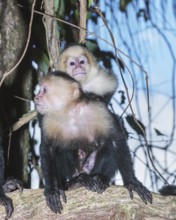 White-faced capuchin monkey (Cebus capucinus) carries her young on her back, Manuel Antonio