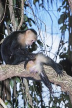 White-faced capuchin monkeys (Cebus capucinus) in rainforest, Manuel Antonio National Park,