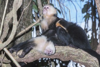 White-faced capuchin monkeys (Cebus capucinus) in rainforest, Manuel Antonio National Park,