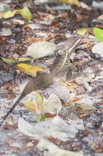 Common basilisk (basiliscus basiliscus) in rainforest, Manuel Antonio National Park, Quepos,