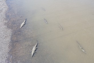 American Crocodiles (Crocodylus acutus) bathing, Tarcoles river, Jaco, Costa Rica