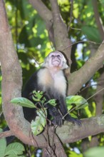 White-faced capuchin monkey (Cebus capucinus) in rainforest, Manuel Antonio National Park,