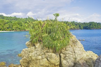 Flowers and plants growing over a rock Manuel Antonio National Park, Quepos, Costa Rica