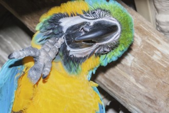 Blue and Gold Macaw (Ara ararauna) rubbing its chin, Costa Rica, Central America