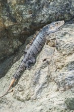Black spiny tailed Iguana (Ctenosaur similis) crawling, Manuel Antonio National Park, Puntarenas