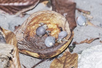Group of hermit crabs (Paguroidea) eating coconut, Manuel Antonio National Park, Puntarenas
