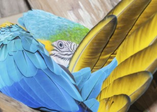 Blue and Gold Macaw (Ara ararauna), Costa Rica, Central America