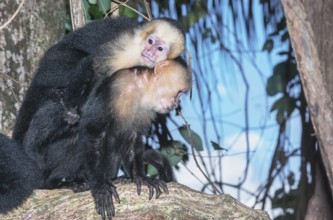 White-faced capuchin monkey (Cebus capucinus) carries her young on her back, Manuel Antonio