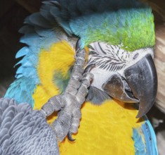 Blue and Gold Macaw (Ara ararauna) scratching its head, Costa Rica, Central America