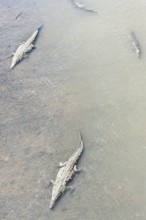 American Crocodiles (Crocodylus acutus) bathing, Tarcoles river, Jaco, Costa Rica