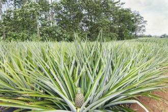 Pineapple plantation, Sarapiqui, Costa Rica, Central America