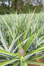 Pineapple plantation, Sarapiqui, Costa Rica, Central America