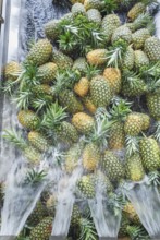 Harvested organic pineapples being washed, Costa Rica