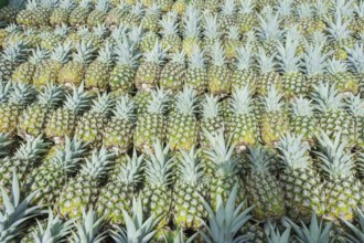 Harvested organic pineapples, Costa Rica, Central America