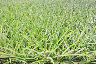 Pineapple plantation, Costa Rica, Central America