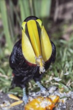 Chestnut-mandibled Toucan (Ramphastos swainsonii) feeding on a smaller bird, Sarapiqui, Costa Rica,