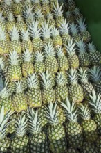 Harvested organic pineapples, Costa Rica, Central America