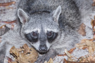 Northern Racoon (Procyon lotor), Manuel Antonio National Park, Puntarenas Province, Costa Rica