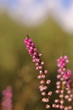 Flowering heather (Calluna vulgaris), heather, Trupacher Heide nature reserve, Siegen, North