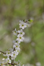 Flowering twig, blackthorn (Prunus spinosa), also known as blackthorn, Wilnsdorf, North