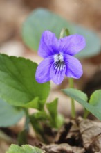 Grove violet (Viola riviniana), flower, in a beech forest, Wilnsdorf, North Rhine-Westphalia,