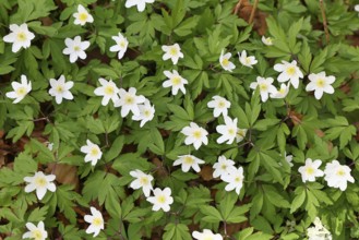 Wood anemone (Anemone nemorosa), flowers in a beech forest, spring, Wilnsdorf, North