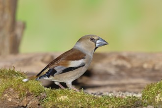 Hawfinch (Coccothraustes coccothraustes), female on moss-covered deadwood in a forest, North