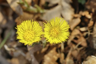 Coltsfoot (Tussilago farfara), close-up of a group of flowers by the wayside, spring, Wilnsdorf,
