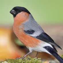 Bullfinch (Pyrrhula pyrrhula), male, sitting on moss, Wilnsdorf, North Rhine-Westphalia, Germany