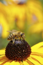 European honey bee (Apis mellifera), collecting nectar from a yellow coneflower (Echinacea
