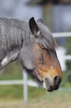 Cold-blooded horse, cold-blooded horse, domestic animals, hoofed animals, farm animals, odd-toed