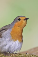 Robin (Erithacus rubecula) looking attentively, animal portrait, Wilnsdorf, North Rhine-Westphalia,
