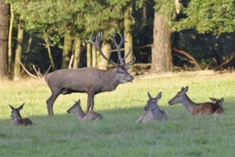Red deer (Cervus elaphus) in rutting season, capital stag with hinds in a forest clearing, animal