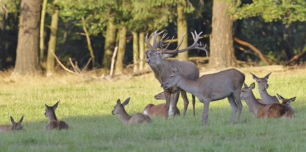 Red deer (Cervus elaphus) in rutting season, capital stag roaring with hinds in a forest clearing,