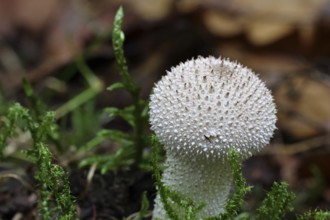 Bottle dust fungus, bottle dust fungus, bottle bovist, bottle bovist (Lycoperdon perlatum,