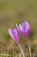Autumn crocus (Colchicum autumnale), half-opened flowers in a meadow, endangered, protected