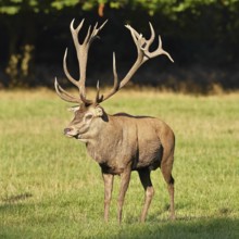 Red deer (Cervus elaphus) in rutting season, capital stag in a forest clearing, animal portrait,