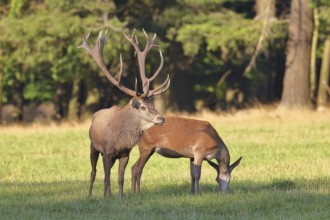 Red deer (Cervus elaphus) in rutting season, capital stag with hind in a forest clearing, animal