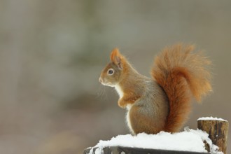 Eurasian red squirrel (Sciurus vulgaris), sitting in the snow, Wildlife, Wilnsdorf, North